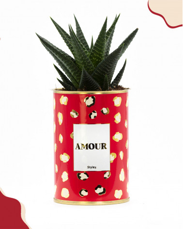 Amour - Cactus - Finitions...