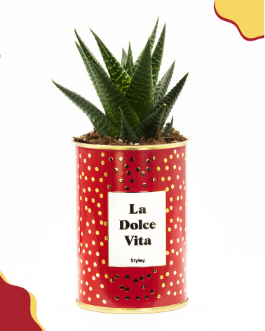 La Dolce Vita  - Cactus -...