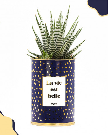 La vie est belle - Cactus -...