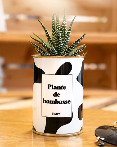 Plante de bombasse - Cactus