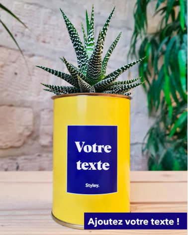 Cactus Thérèse -...