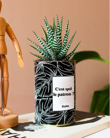 C'est qui le patron ? - Cactus