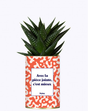 Avec la pièce jointe  - Cactus