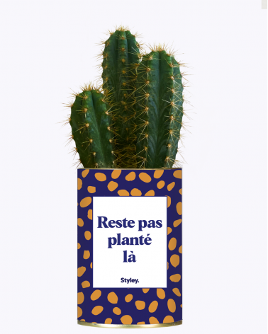 Cactus - Reste pas planté là