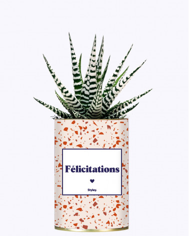 Félicitations - Cactus