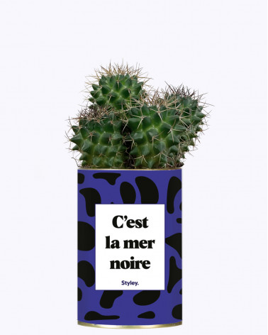 C'est la mer noire - Cactus