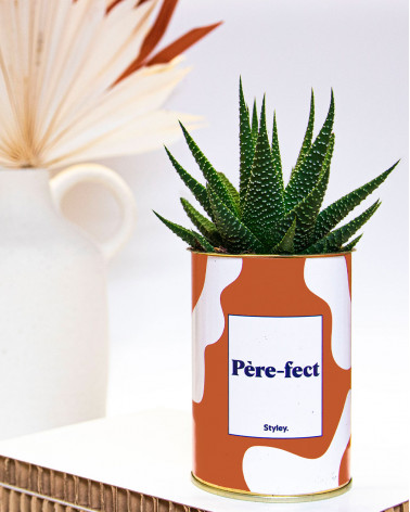 Père-fect - Cactus