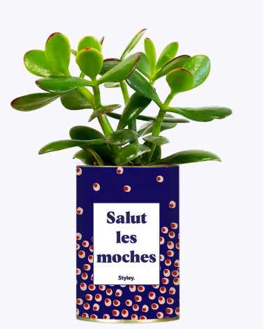 Salut les moches - Cactus