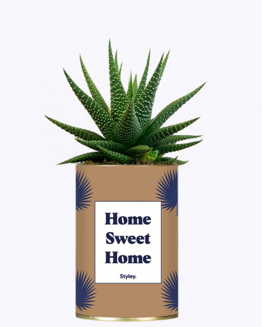 Home sweet home  - Cactus