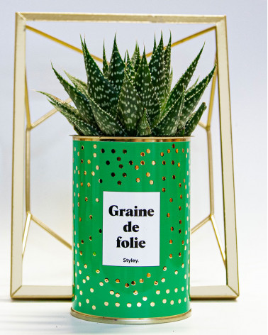 Graine de folie - Cactus